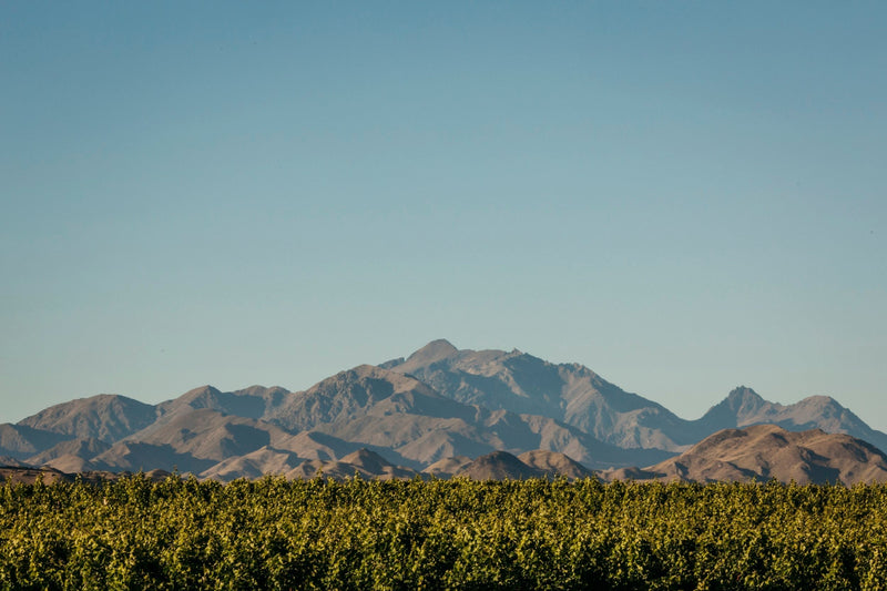 The unique terroir of the Awatere Valley for Sauvignon Blanc
