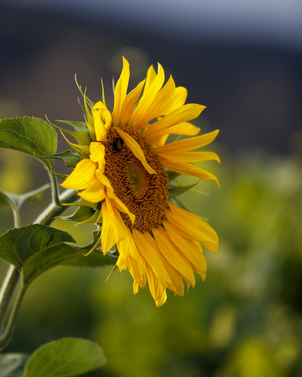 Have you heard about our Whenua Ora journey?