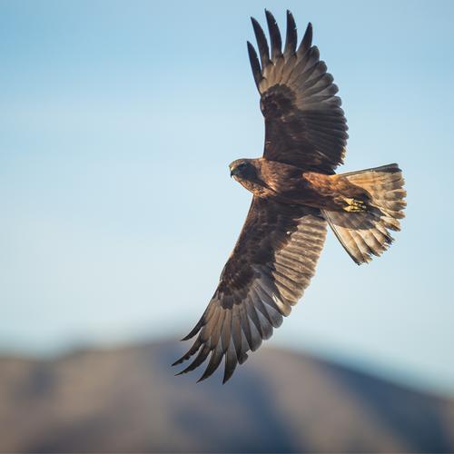 Rethinking bird management at Whenua Matua vineyard