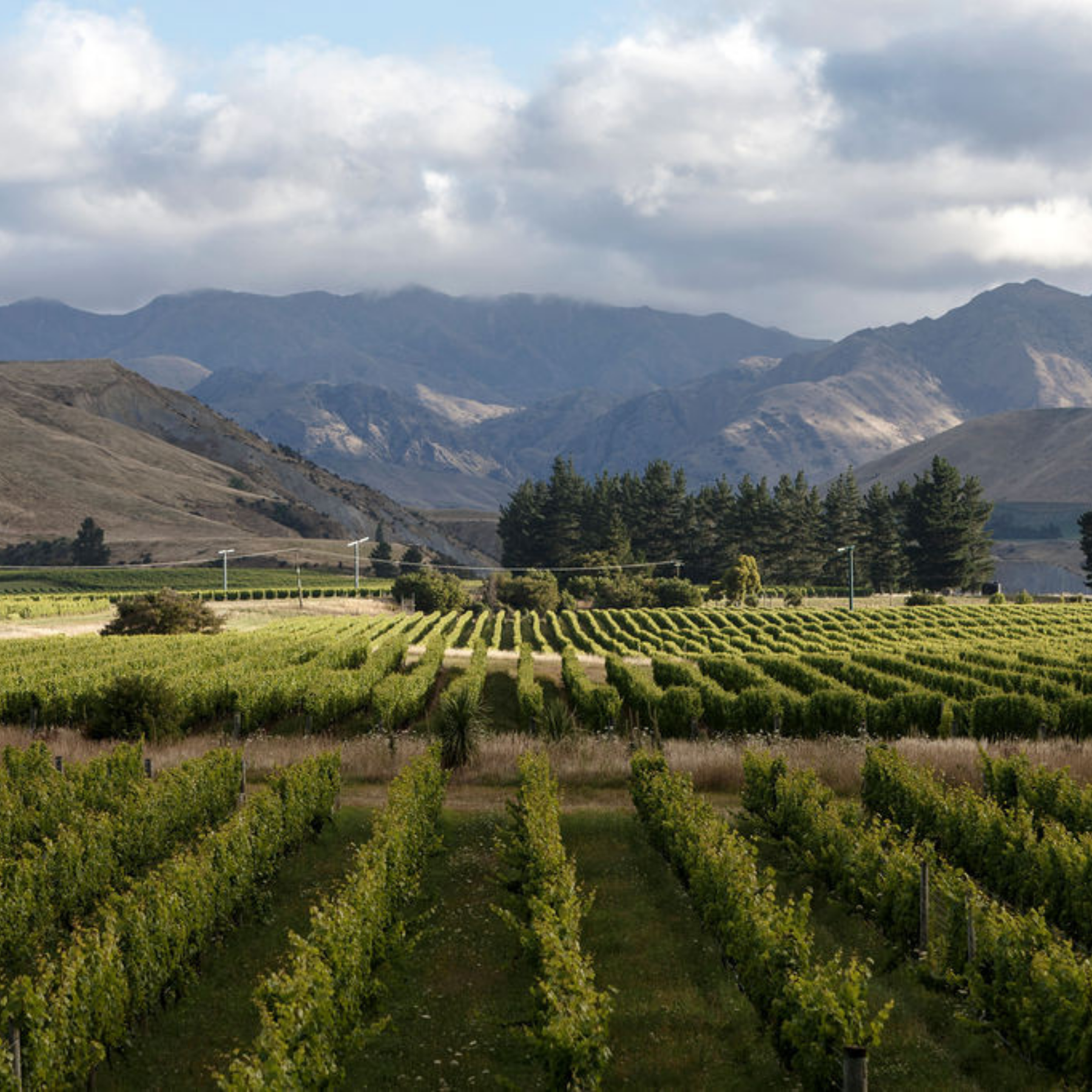 Talking soil health in the vineyard with Lachy Hynd