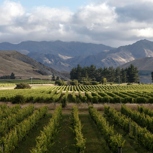 Talking soil health in the vineyard with Lachy Hynd