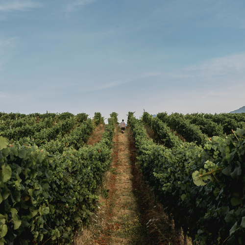 Image of a winegrower walking through the vineyard