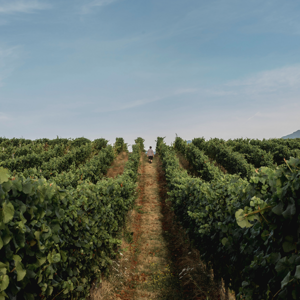 Image of a winegrower walking through the vineyard