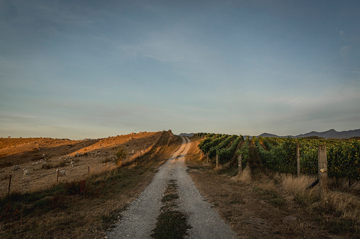 Our vineyard in upper Moutere, Nelson - Whenua Matua