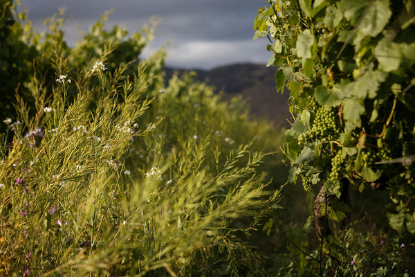 Interrow crops at our Whenua Awa vineyard