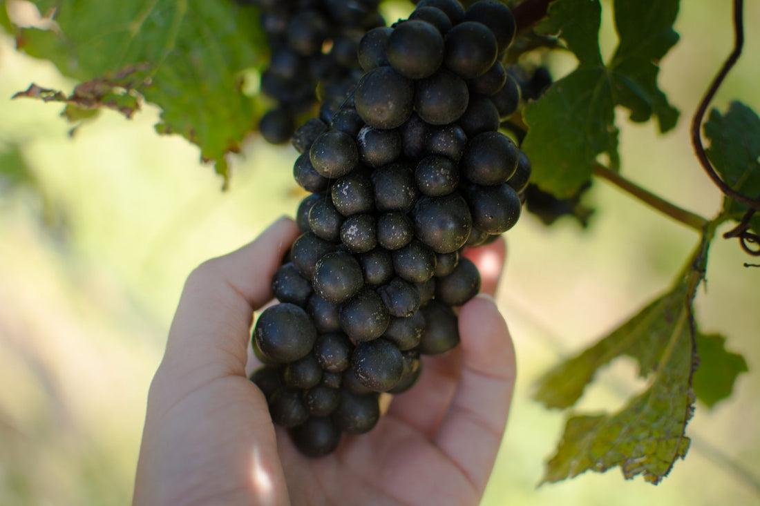 Bruce and Anna talk about Pinot Noir