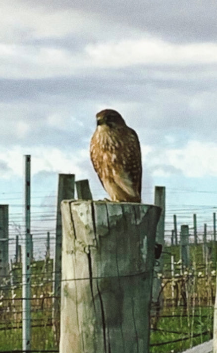 “Whenua Matua is full of native wildlife. I’m always seeing and hearing kārea...
