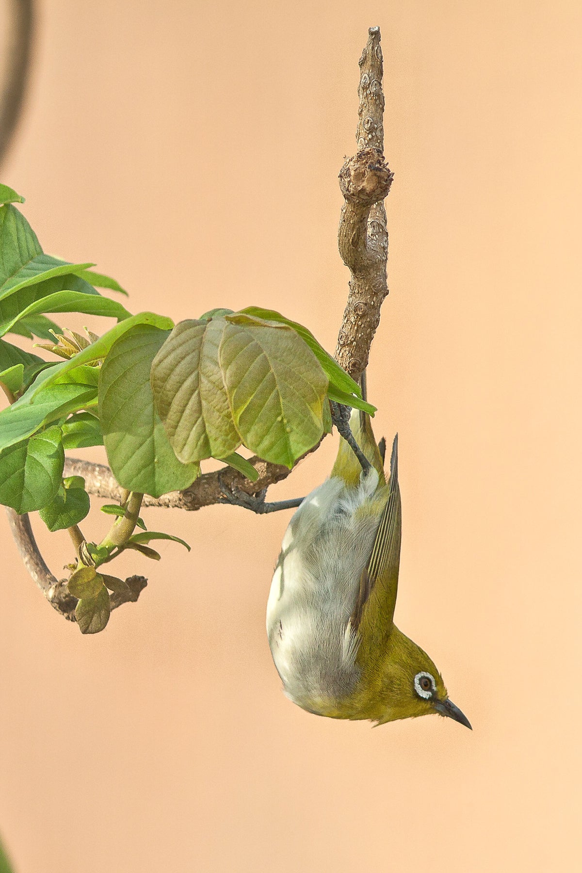 “Waxeyes can get through the nets and poke holes in the grapes, which lets in...